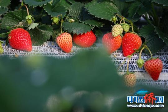 小草莓带动当地经济发展，带动农民致富增收。　泱波　摄